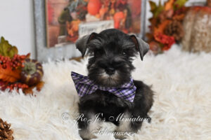 Salt and Pepper Miniature Schnauzer