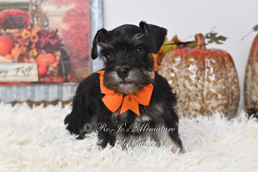 Mini Schnauzer for Sale