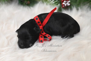 AKC Black Mini Schnauzer Puppy