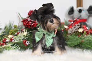 AKC Black & Silver Miniature Schnauzer