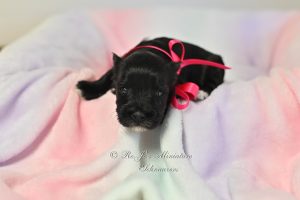 AKC Black Miniature Schnauzer