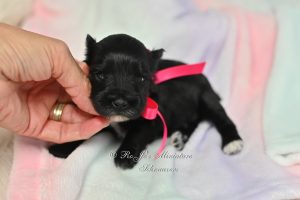 Mini Schnauzer Puppy Black white markings