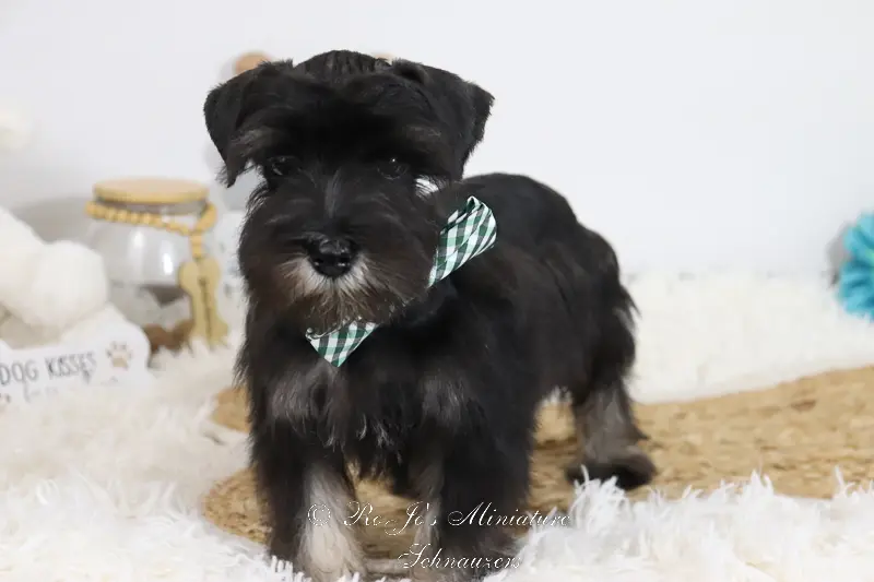 Black & Silver Miniature Schnauzer Puppy | “Lil Man”