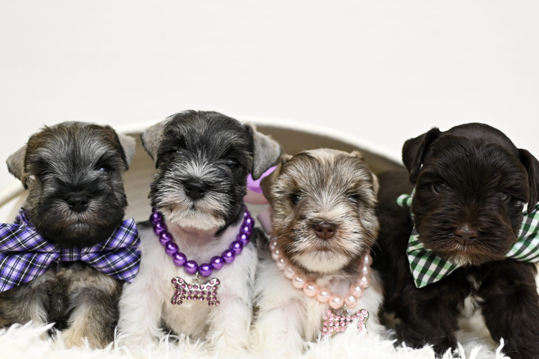 Miniature Schnauzer Puppy Shipping