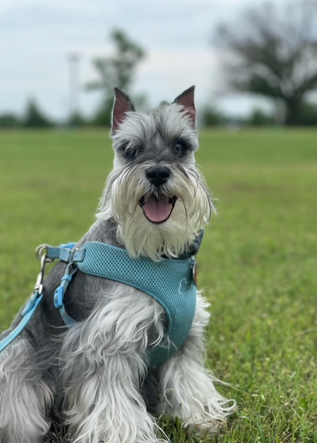 salt & pepper miniature schnauzer boy