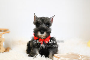 Salt & Pepper Miniature Schnauzer