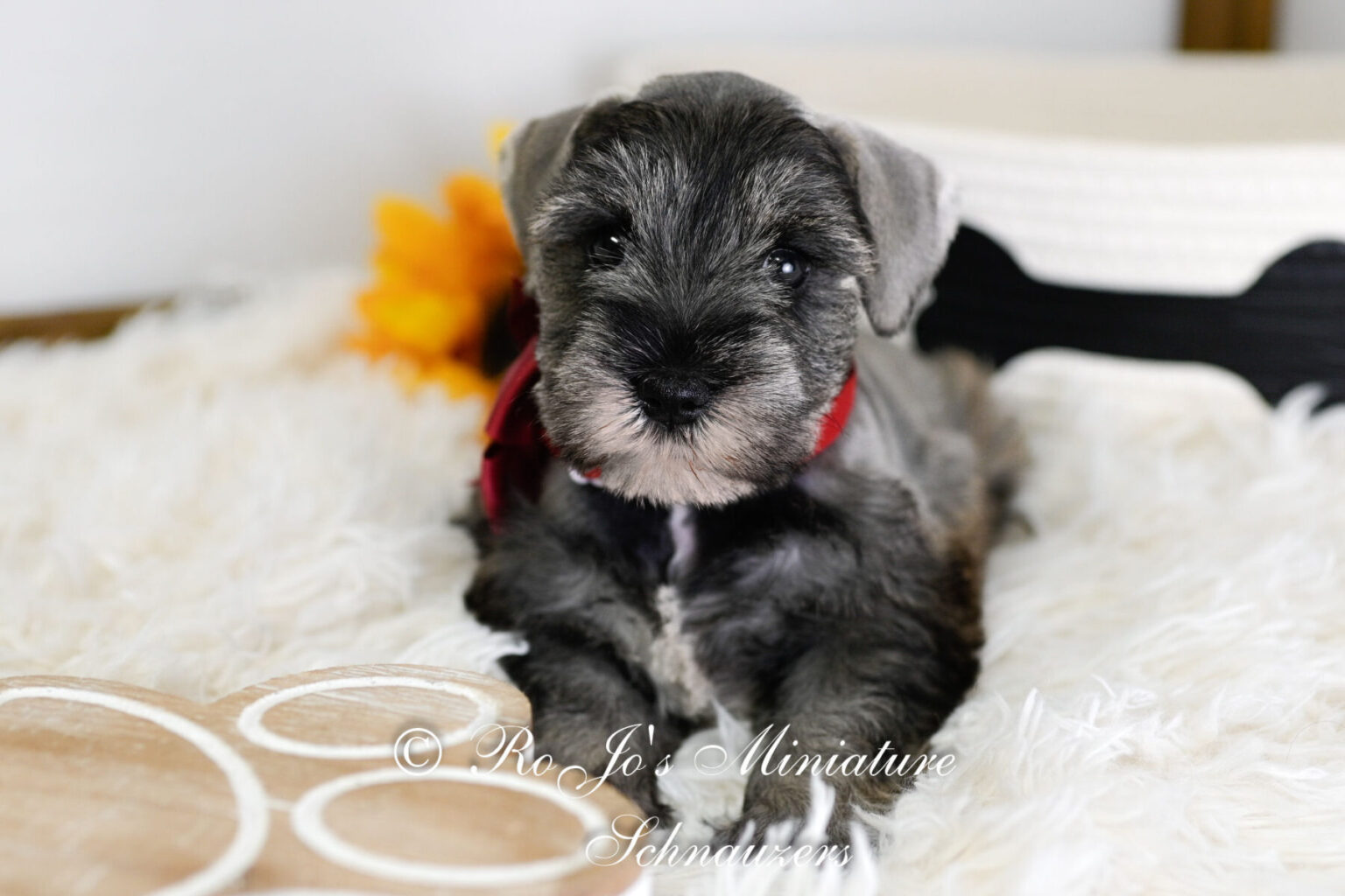 Toy Schnauzer Puppies for Sale | Mini Schnauzer Dog Breeder OK
