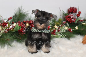 Salt & Pepper Mini Schnauzer