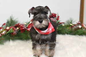 Remington | AKC Salt & Pepper Boy