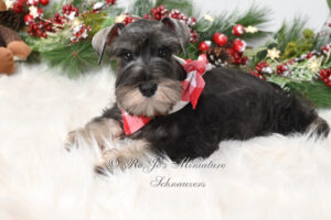 AKC Miniature Schnauzer Puppy