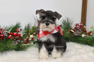 AKC Salt & Pepper Mini Schnauzer