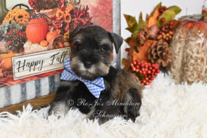 Dark Salt and Pepper Mini Schnauzer