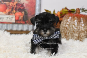 AKC Black and Silver Mini Schnauzer