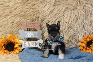 Black and Silver Mini Schnauzer