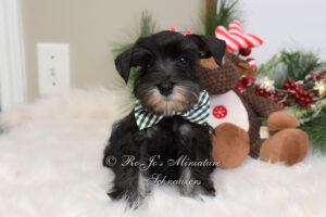 Black & Silver Miniature Schnauzer