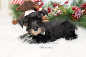 AKC Black & Silver Mini Schnauzer