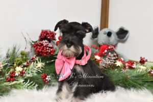 AKC Black & Silver Miniature Schnauzer