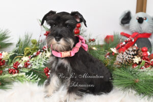 AKC Black & Silver Mini Schnauzer