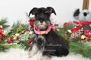 AKC Black & Silver Mini Schnauzer Girl