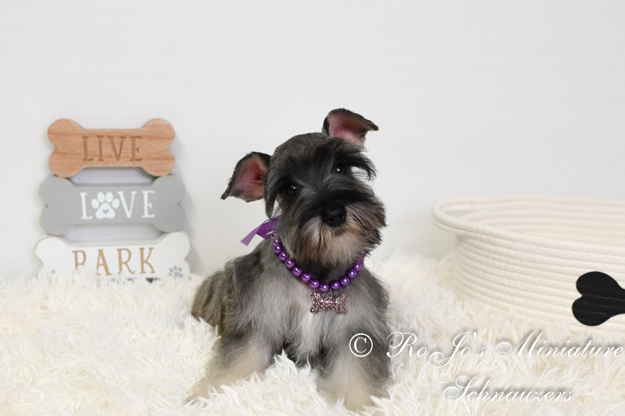 Toy Schnauzer Puppies for Sale | Mini Schnauzer Dog Breeder OK