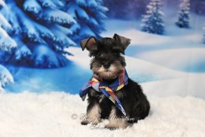 AKC Salt & Pepper Puppy