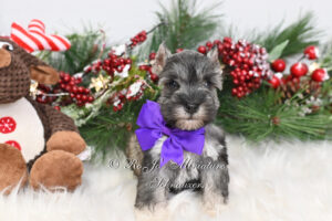 AKC Salt & Pepper Miniature Schnauzer