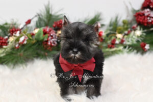 AKC Dark Salt & Pepper Miniature Schnauzer