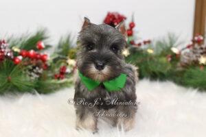 AKC Salt & Pepper Miniature Schnauzer