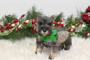 AKC Salt & Pepper Mini Schnauzer Girl
