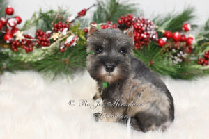 AKC Salt & Pepper Schnauzer Girl