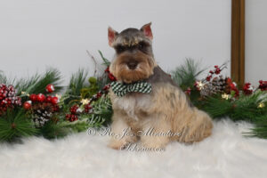 Liver Tan Miniature Schnauzer