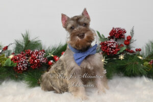 Liver Pepper AKC Miniature Schnauzer