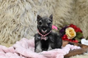 AKC Salt & Pepper Mini Schnauzer