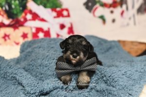 Black & Silver Schnauzer Puppy
