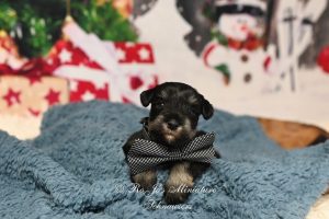 AKC Black & Silver Mini Schnauzer