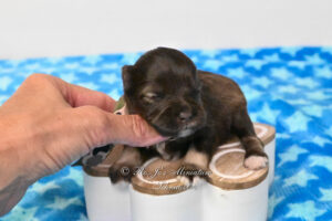 AKC Mini Schnauzer Puppy