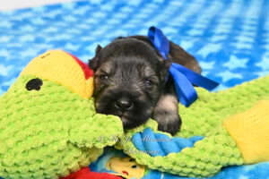 Mini Schnauzer Puppy