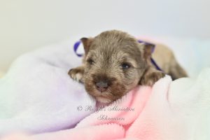 AKC Liver Tan Mini Schnauzer