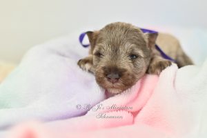 Liver Tan Miniature Schnauzer