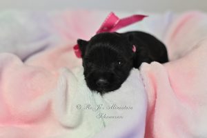 AKC Mini Schnauzer Black Girl