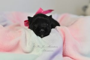 Black Mini Schnauzer with White Markings