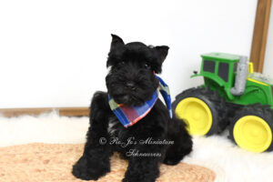 Black AKC Miniature Schnauzer