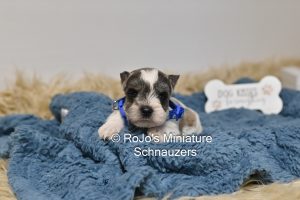 Salt & Pepper Parti Mini Schnauzer