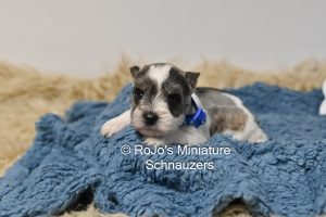 AKC Salt & Pepper Parti Schnauzer