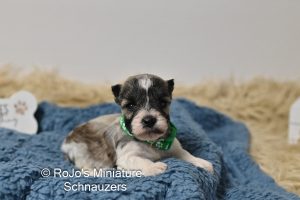 AKC Salt & Pepper Mini Schnauzer
