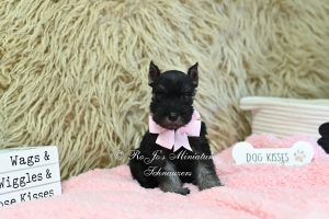 AKC Black & Silver Mini Schnauzer