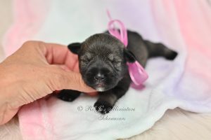 AKC Salt & Pepper Mini Schnauzer