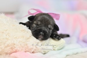 Miniature Schnauzer Salt & Pepper Girl