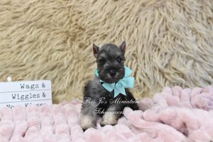 Salt & Pepper Mini Schnauzer