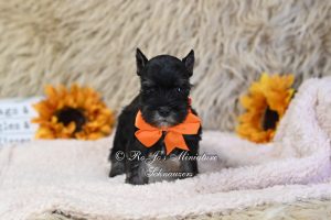 AKC Black & Silver Miniature Schnauzer